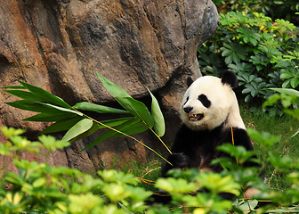 Image showing panda