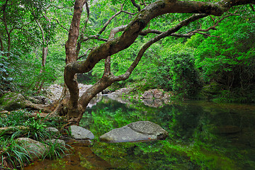 Image showing forest with water and tree