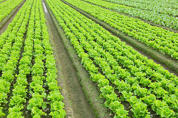 Image showing lettuce plant in field