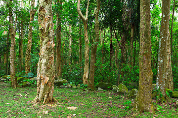 Image showing green forest