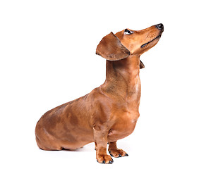 Image showing dachshund dog look up