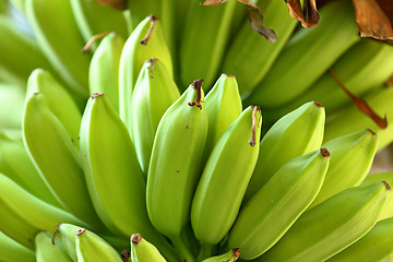 Image showing banana on tree
