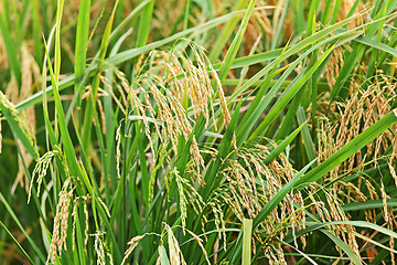 Image showing Paddy Rice