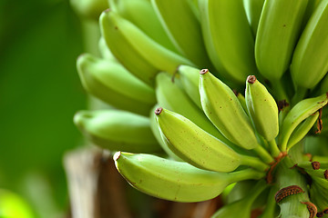 Image showing banana on tree