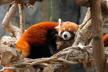 Image showing red panda