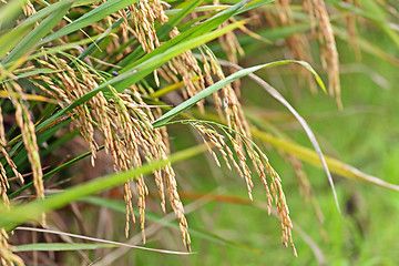 Image showing Paddy Rice