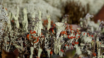 Image showing flowering moss