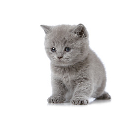 Image showing british short hair kitten