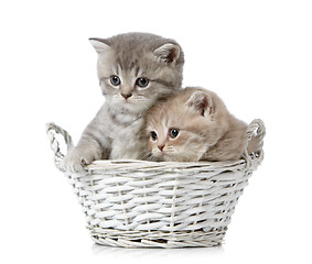 Image showing british short hair kittens