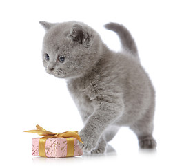 Image showing british short hair kitten