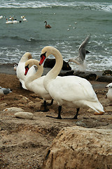 Image showing White Swans On Rocks Near Ocean