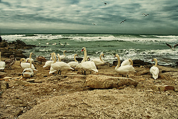 Image showing White Swans On Rocky Seashore