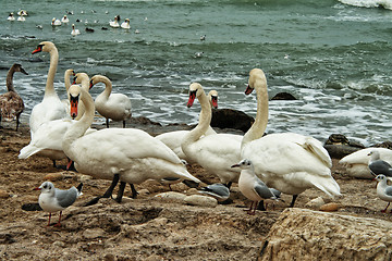 Image showing White Swans On Rocky Seashore