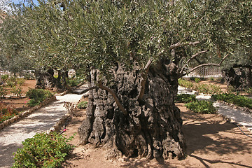 Image showing Jerusalem-Garden of Gethsemane