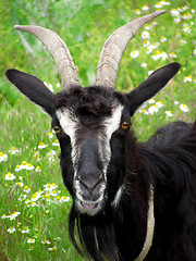 Image showing  goat