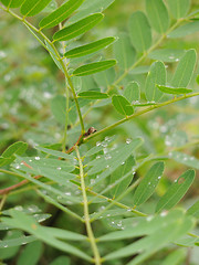 Image showing leaves with rain drops