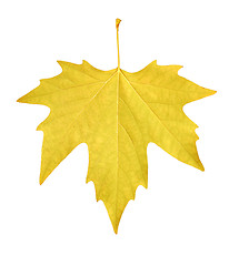 Image showing maple leaf