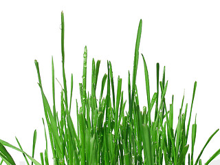 Image showing green grass