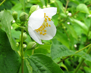 Image showing jasmine