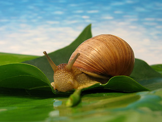 Image showing snail