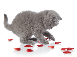 Image showing kitten and red decorative hearts