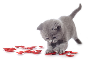 Image showing kitten and red decorative hearts