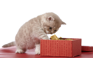 Image showing kitten and gift box