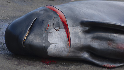 Image showing Dead pilot whale