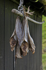 Image showing Stockfish hanging outside house