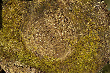 Image showing Cut tree trunk covered with moss