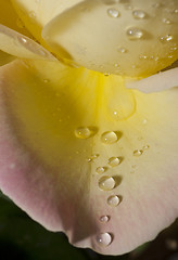 Image showing Closeup of rose petal with water drops