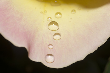 Image showing Yellow rose petal with water drops