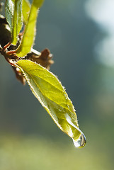 Image showing Water drop on leave