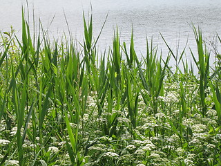 Image showing at the lake