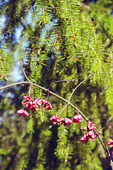 Image showing Decorative plant branch with red fruits in autumn.