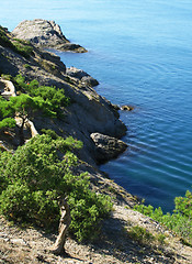 Image showing Ukraine. Crimea. The Black Sea. Pine tree 