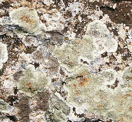 Image showing Mold on stone grunge texture as background 