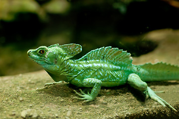 Image showing Green Basilisk