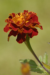 Image showing Flower orange