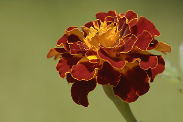 Image showing Orange flower