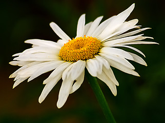 Image showing White daisy