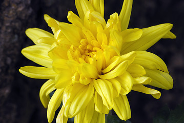 Image showing Yellow dahlia