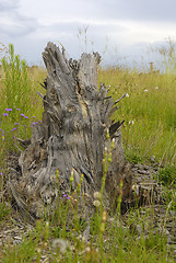 Image showing Tree stump