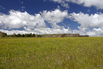 Image showing Yellow flower field