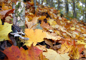 Image showing Autumn