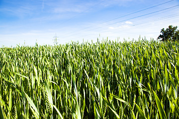 Image showing Green wheat