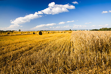 Image showing Cleaning of cereals