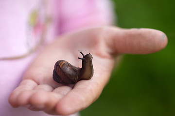 Image showing small snail on child hand