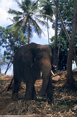 Image showing Asian elephant working in forest, Sri Lanka