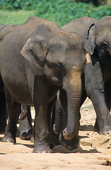 Image showing Asian elephant, Pinnawela Orphanage, Sri Lanka